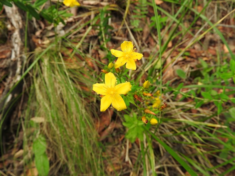 Hypericum formosum