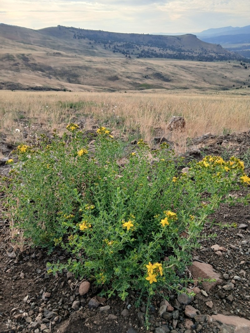 Hypericum formosum photo 2