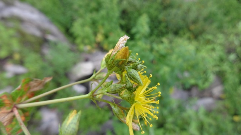 Hypericum formosum photo 3