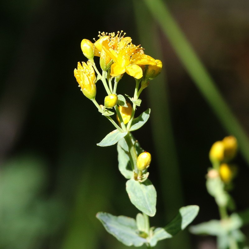 Hypericum formosum photo 4