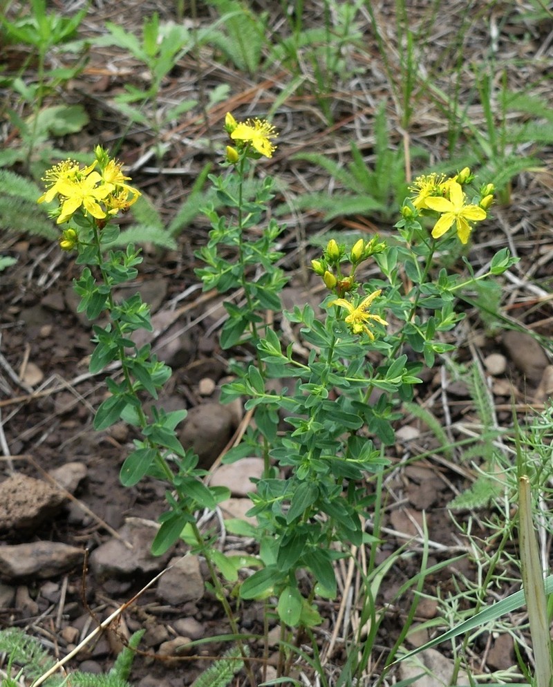 Hypericum formosum photo 5