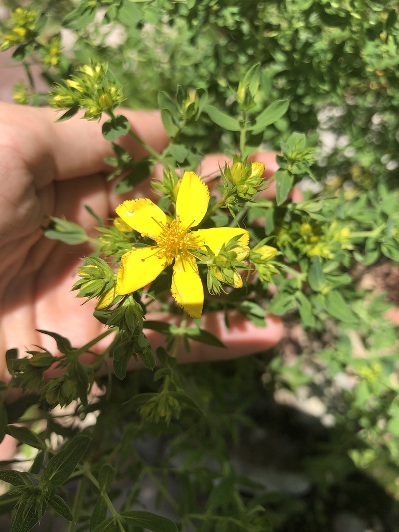 Hypericum formosum photo 6