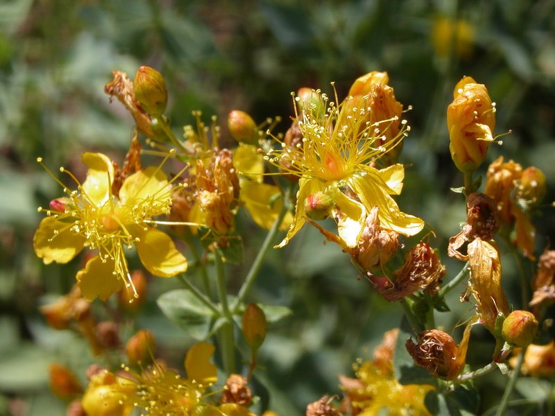 Hypericum formosum photo 7