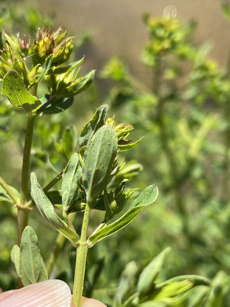 Hypericum formosum photo 8