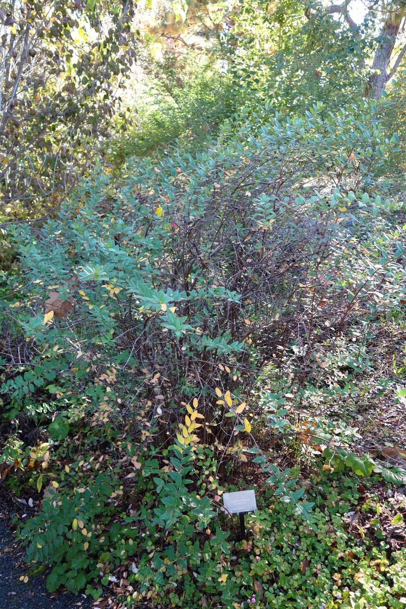 Hypericum forrestii photo 2