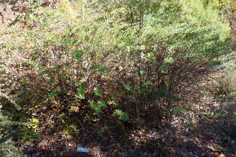 Hypericum forrestii photo 3