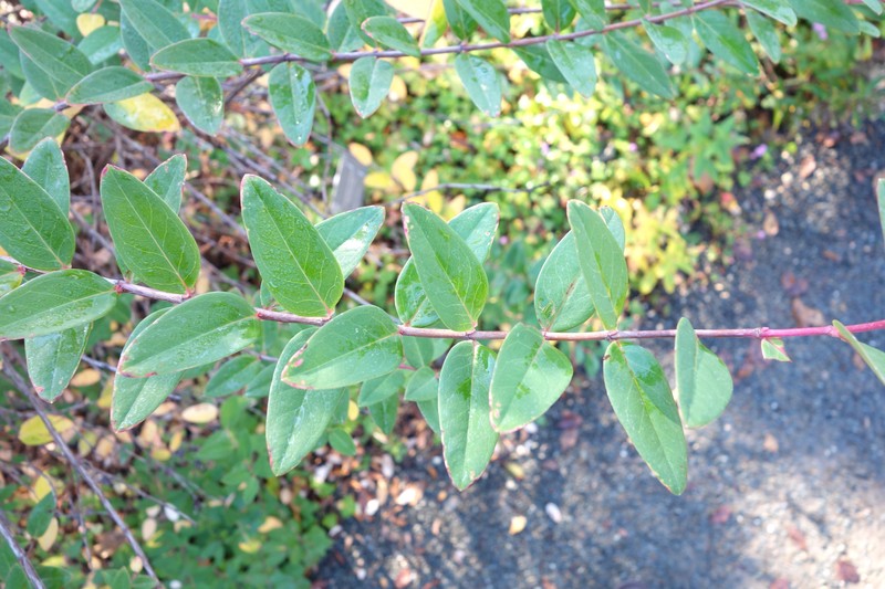 Hypericum forrestii photo 4
