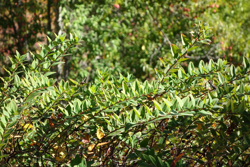 Hypericum forrestii photo 5