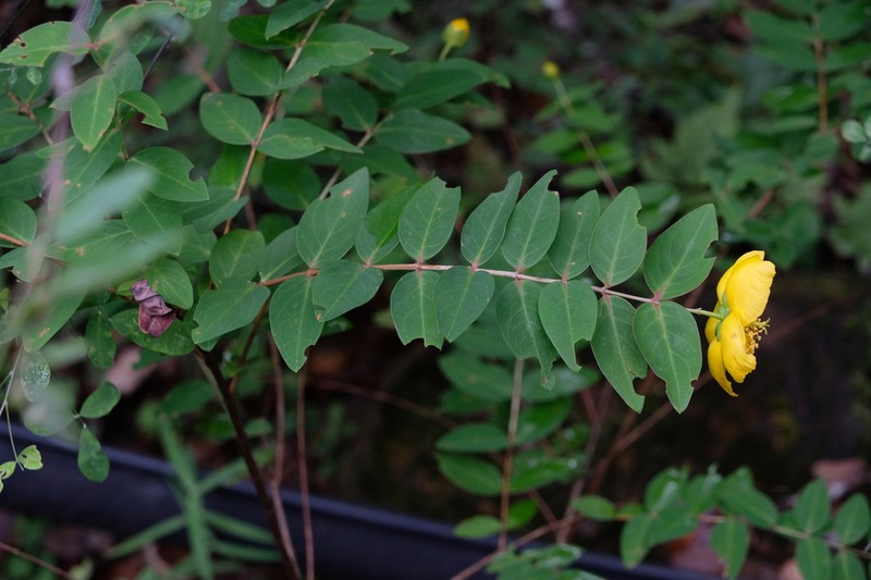 Hypericum forrestii photo 6