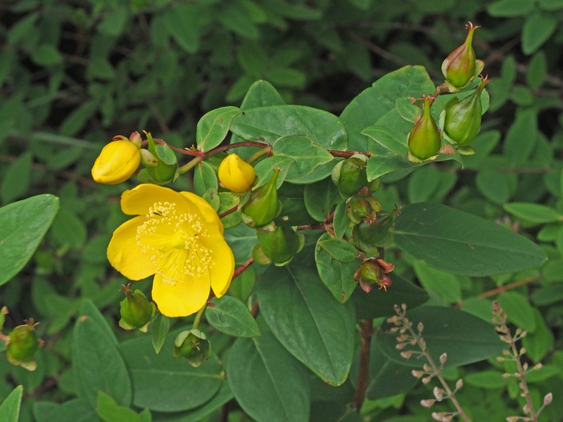 Hypericum forrestii photo 7