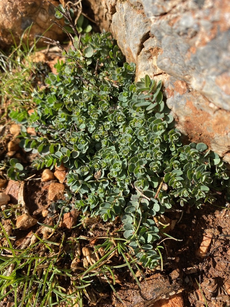 Hypericum fragile