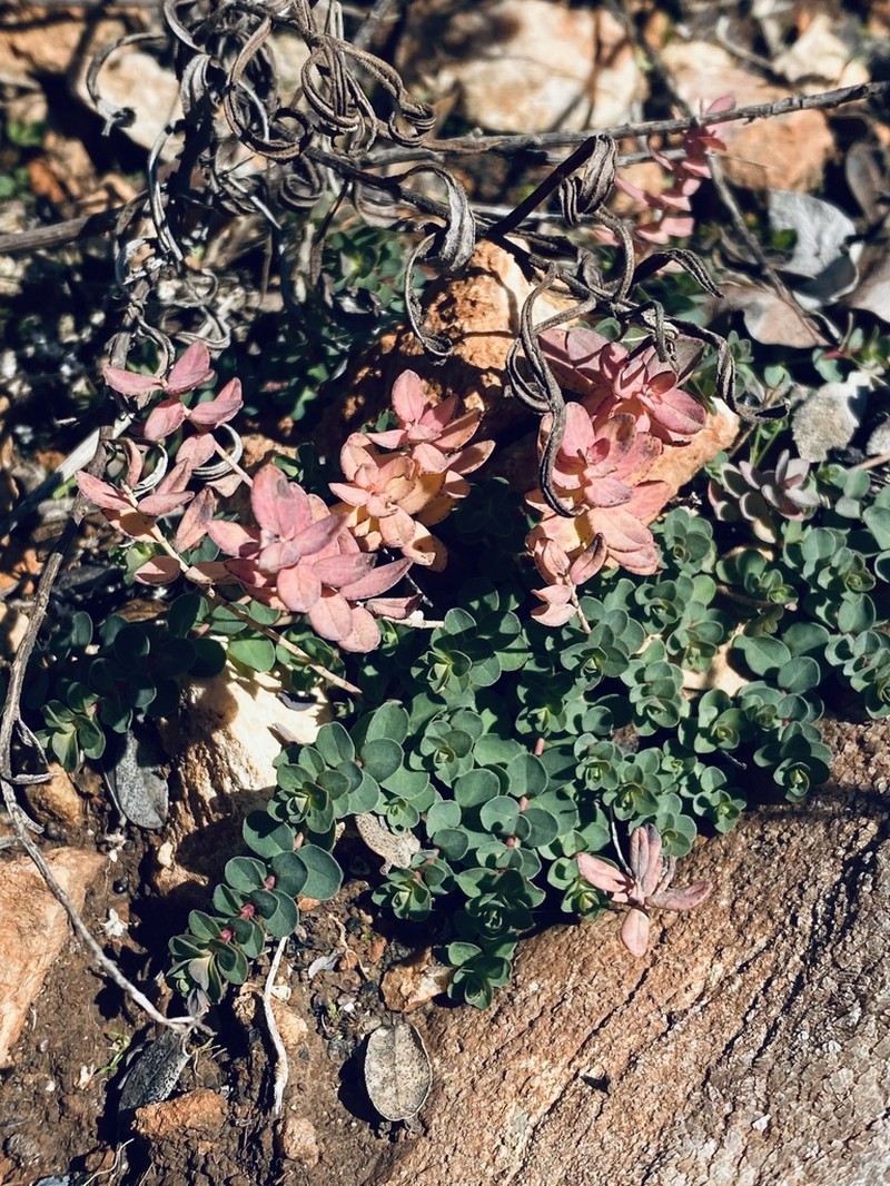 Hypericum fragile photo 2