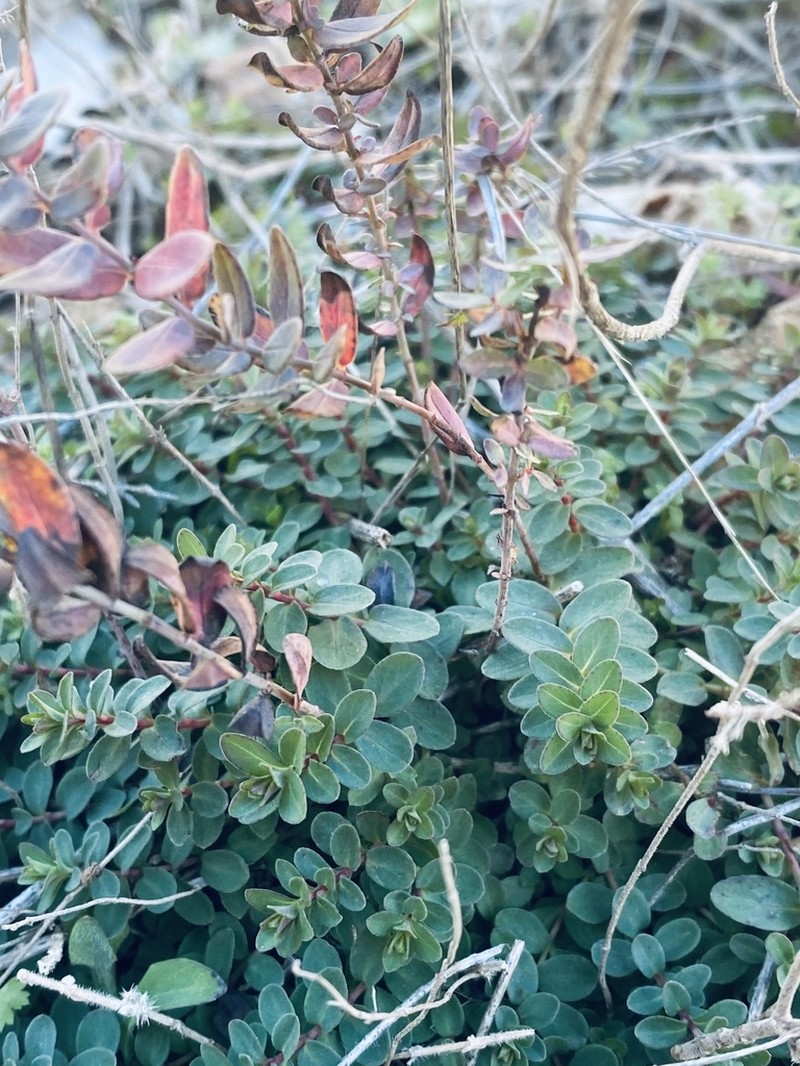 Hypericum fragile photo 3