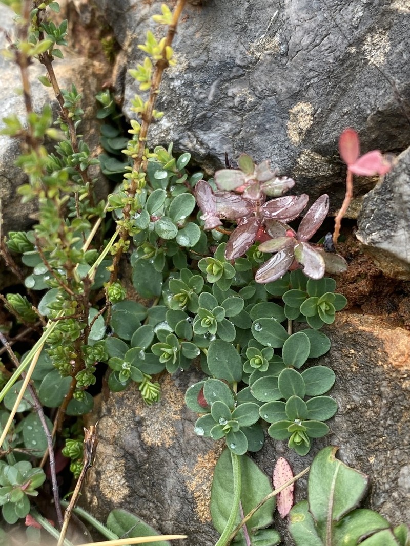 Hypericum fragile photo 4