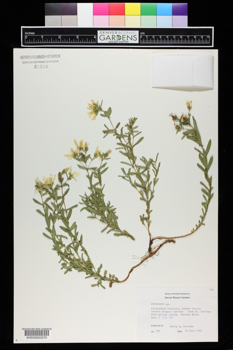 Hypericum fragile photo 5