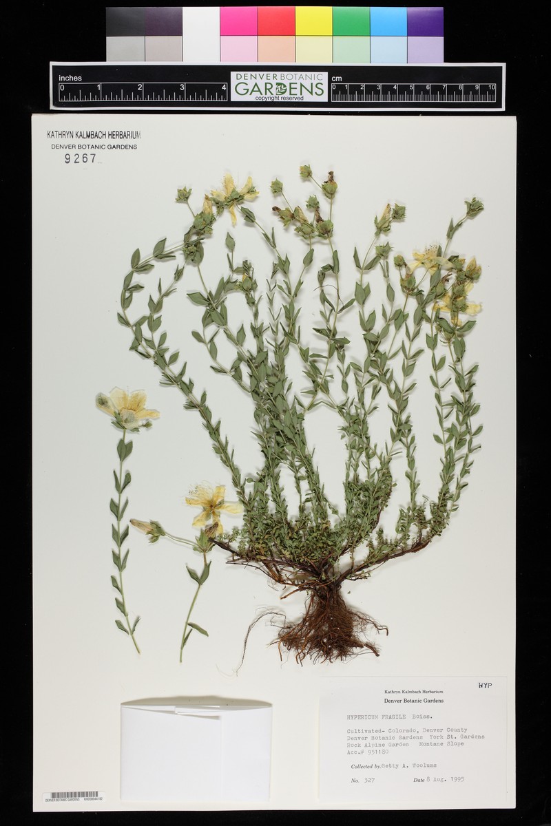 Hypericum fragile photo 6