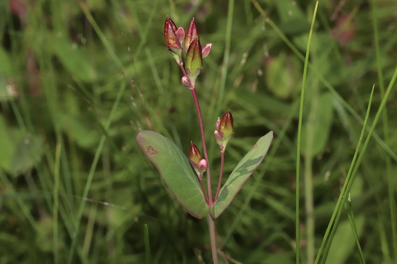 Fraser's Marsh St. Johnswort