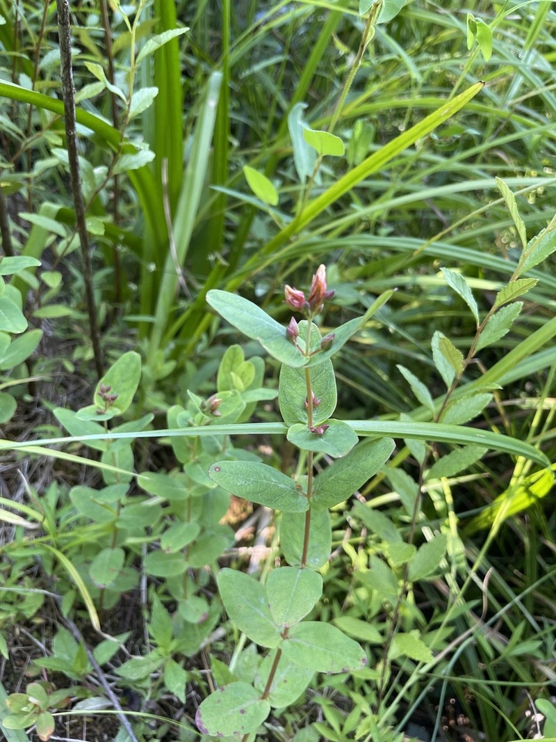 Fraser's Marsh St. Johnswort photo 2