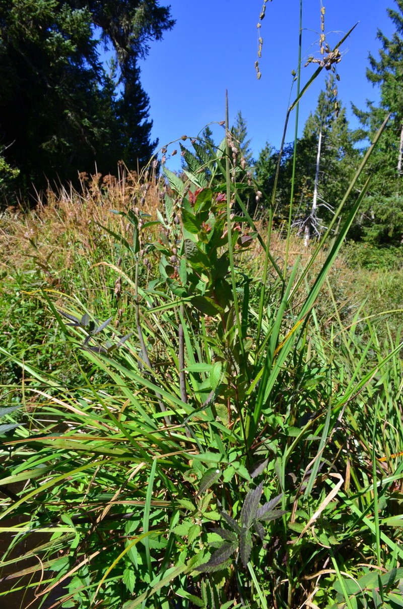 Fraser's Marsh St. Johnswort photo 3