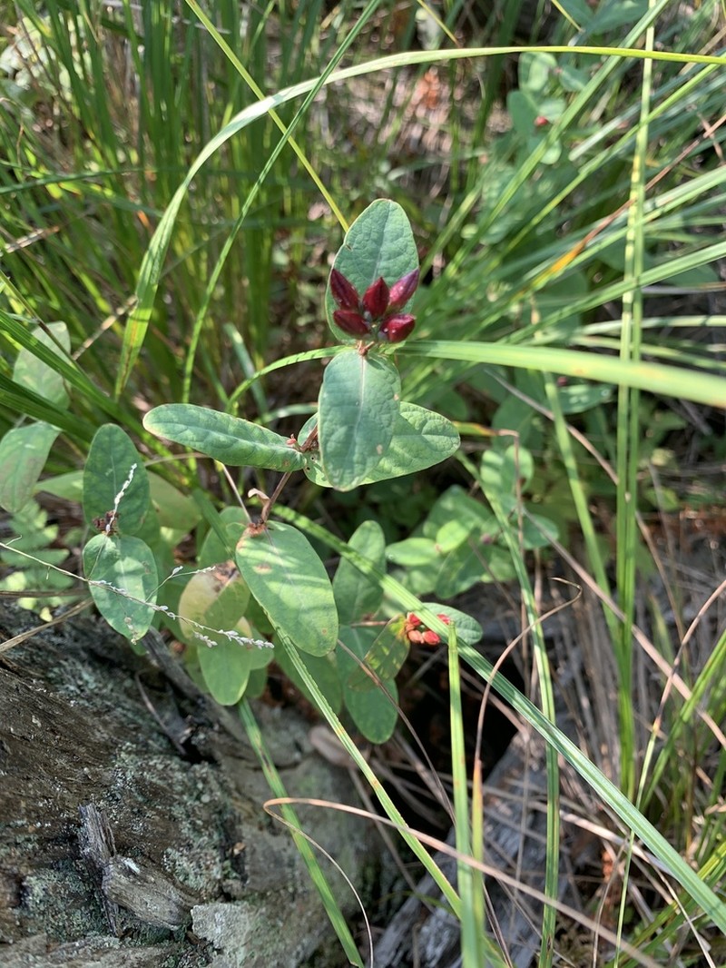 Fraser's Marsh St. Johnswort photo 4