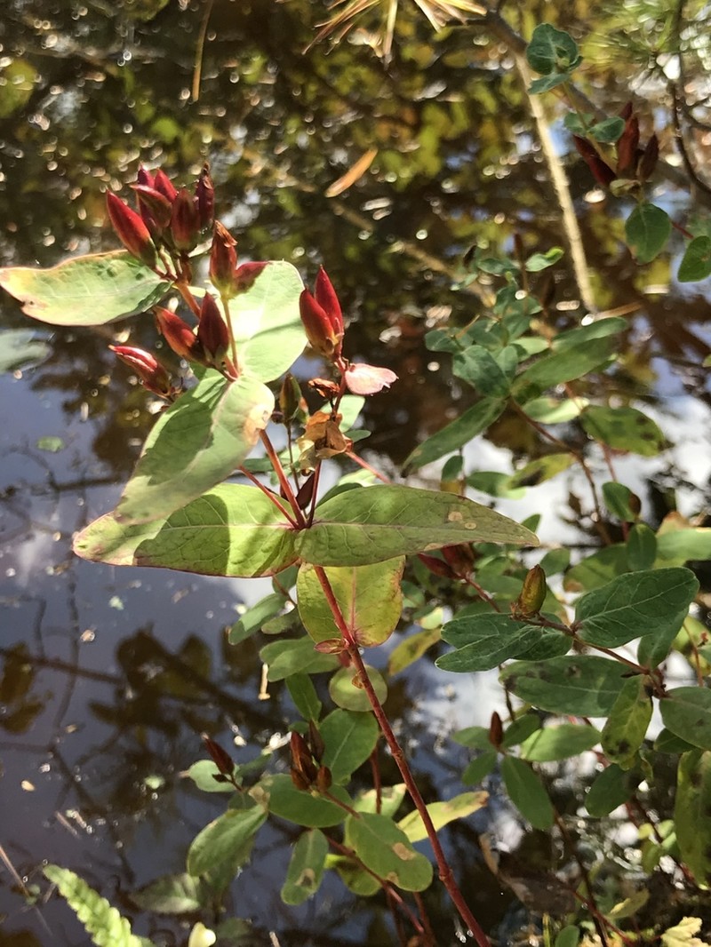 Fraser's Marsh St. Johnswort photo 5