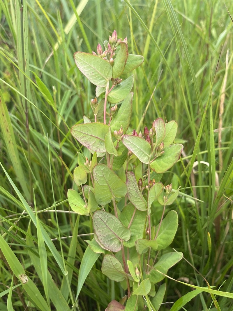 Fraser's Marsh St. Johnswort photo 6