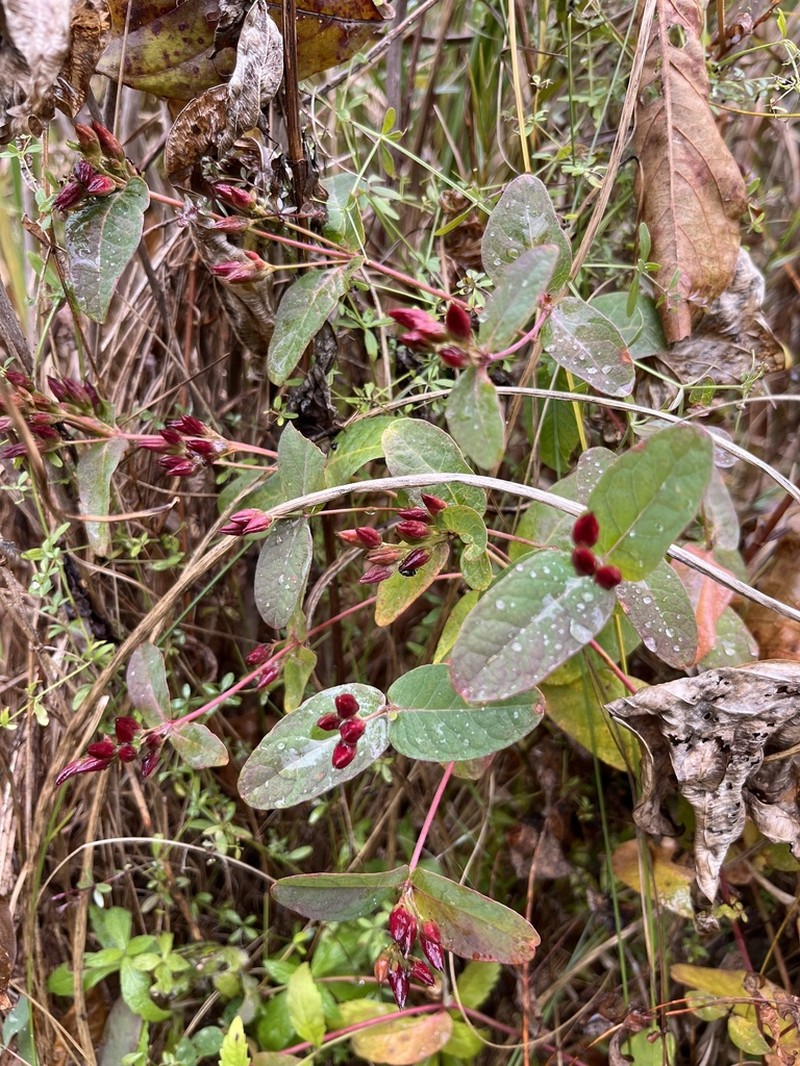 Fraser's Marsh St. Johnswort photo 7