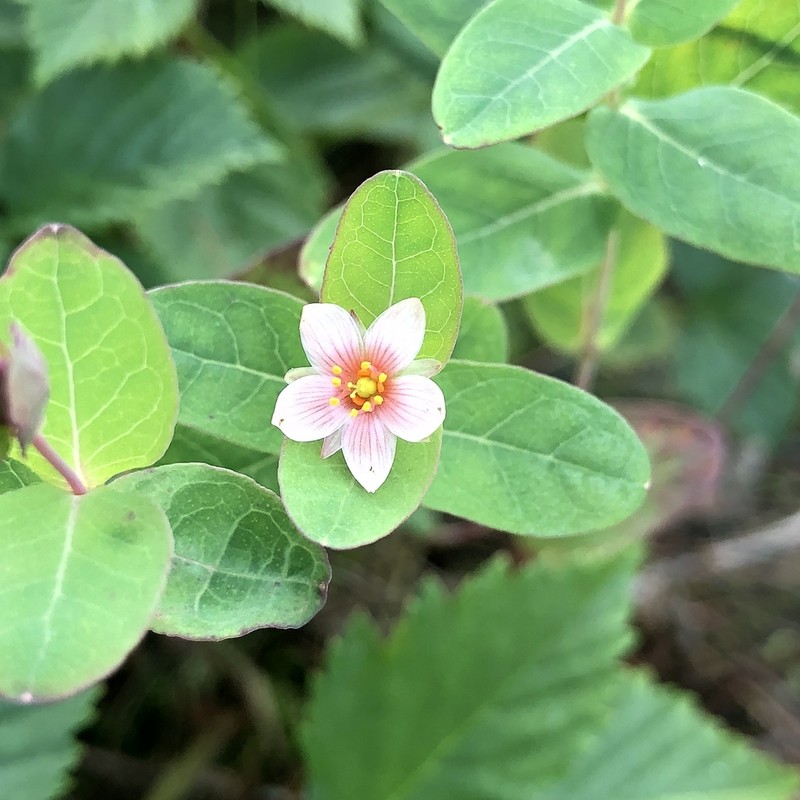 Fraser's Marsh St. Johnswort photo 8