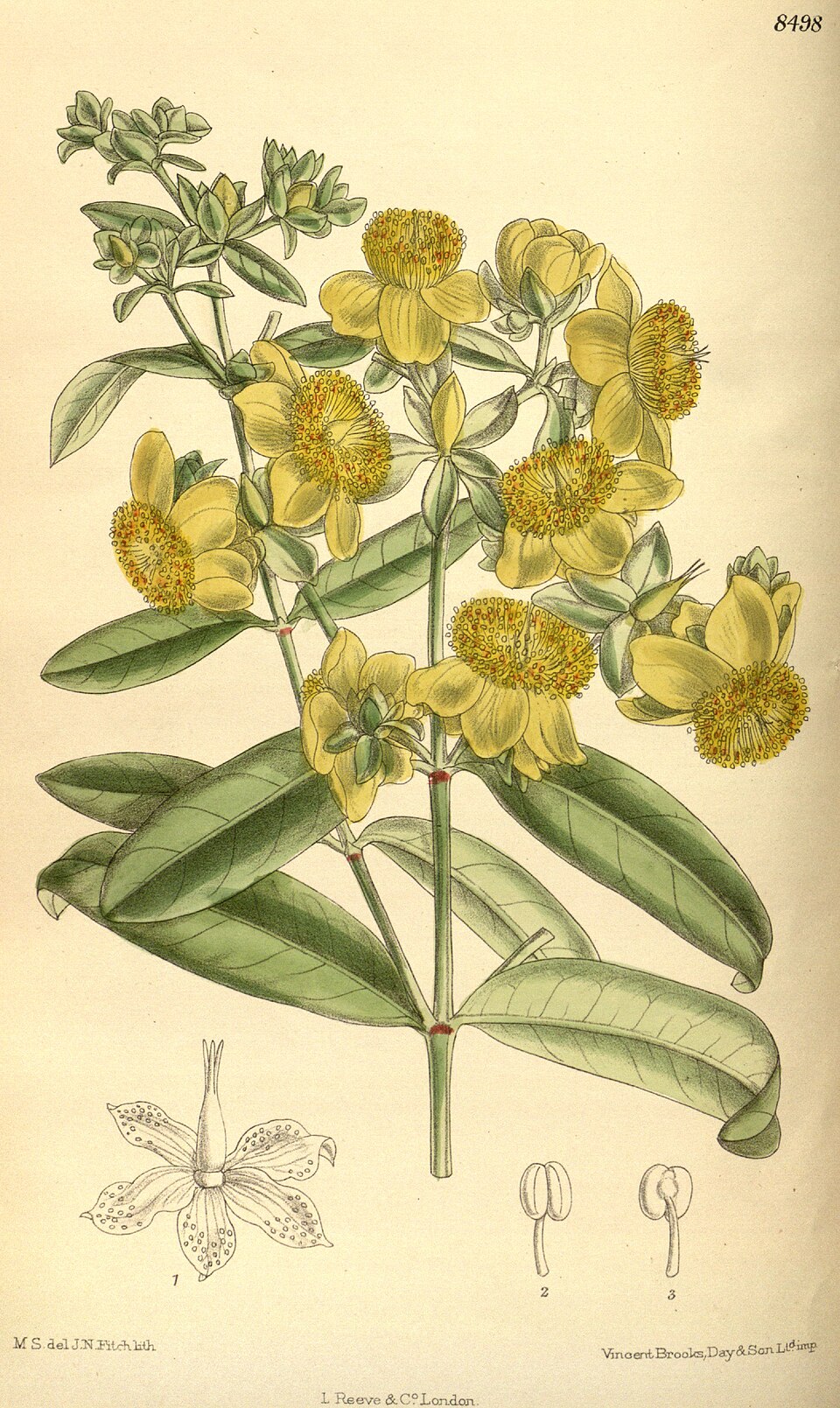 Cedarglade St. Johnswort photo 2
