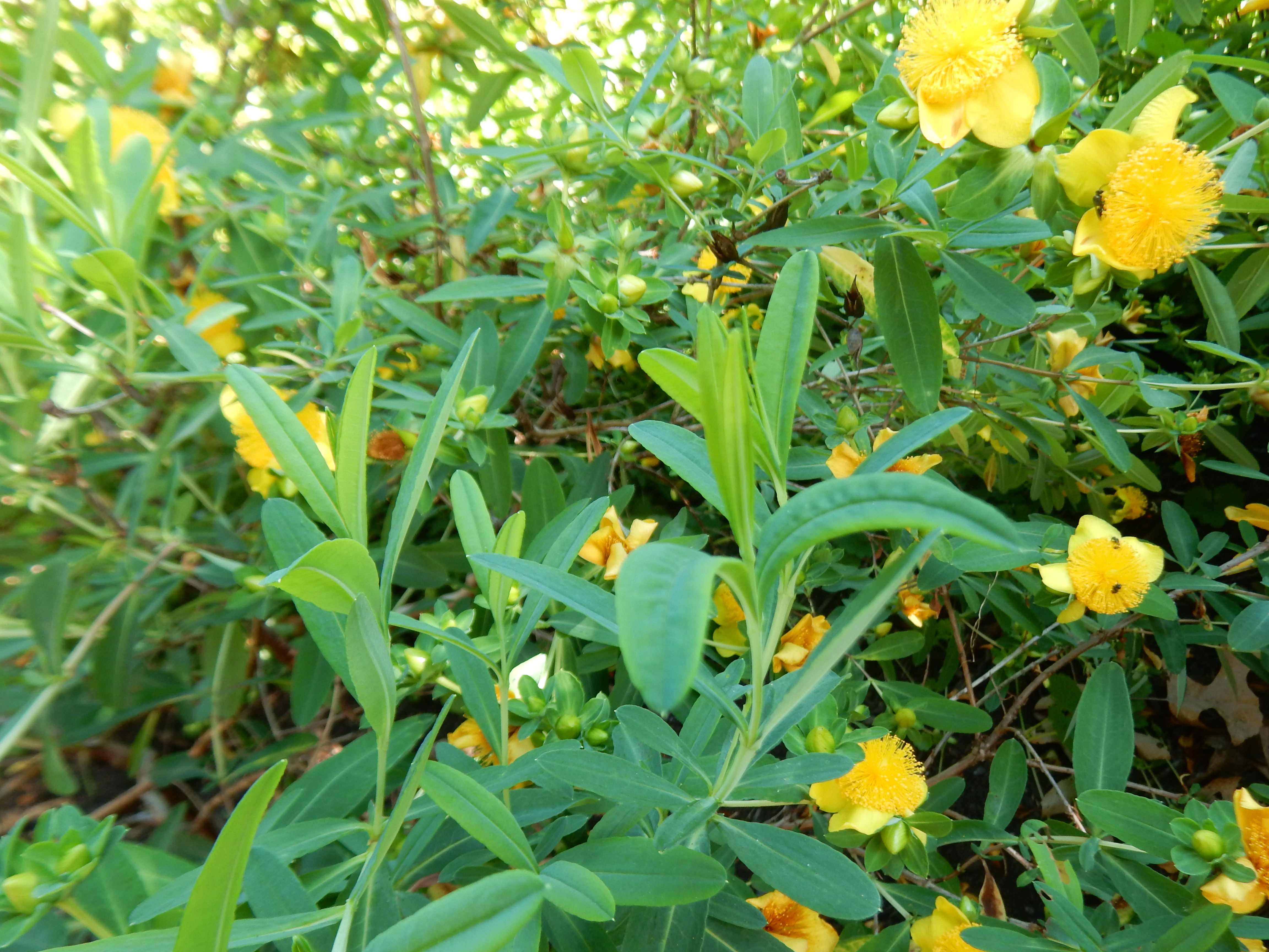 Cedarglade St. Johnswort photo 3