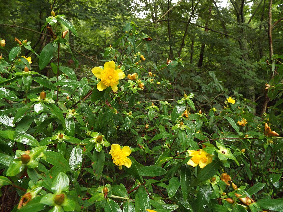Cedarglade St. Johnswort photo 4