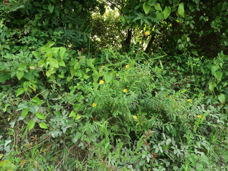 Cedarglade St. Johnswort
