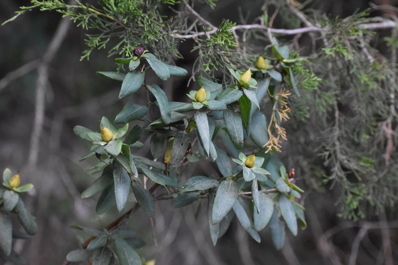 Cedarglade St. Johnswort photo 2
