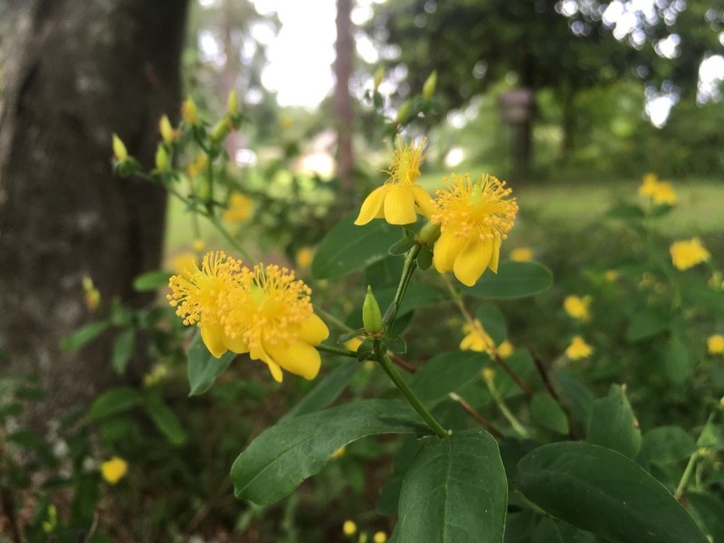Cedarglade St. Johnswort photo 3