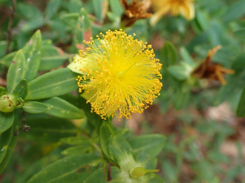 Cedarglade St. Johnswort photo 4