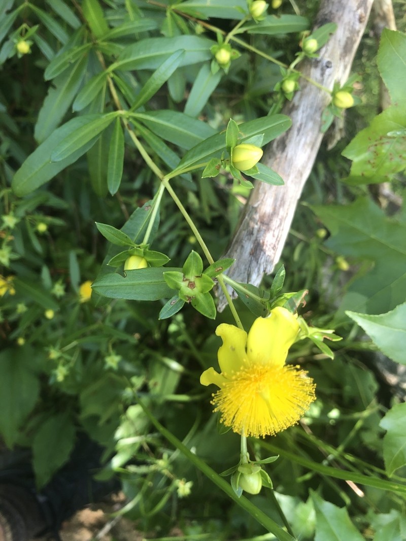 Cedarglade St. Johnswort photo 5