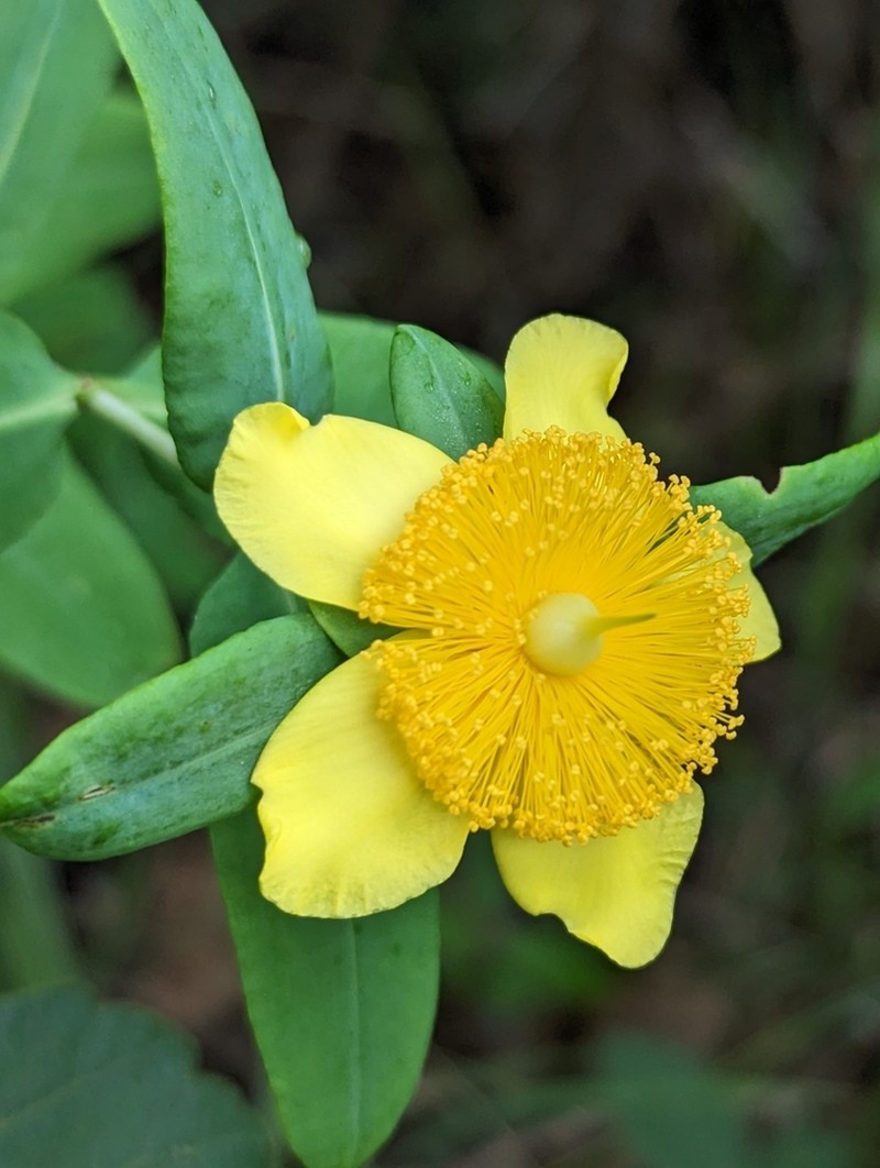 Cedarglade St. Johnswort photo 6