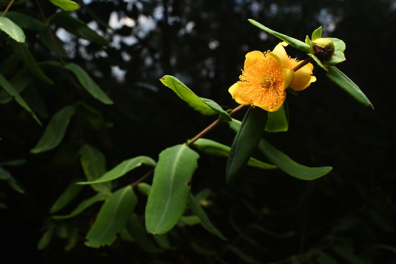 Cedarglade St. Johnswort photo 8