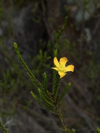 Hypericum fuertesii