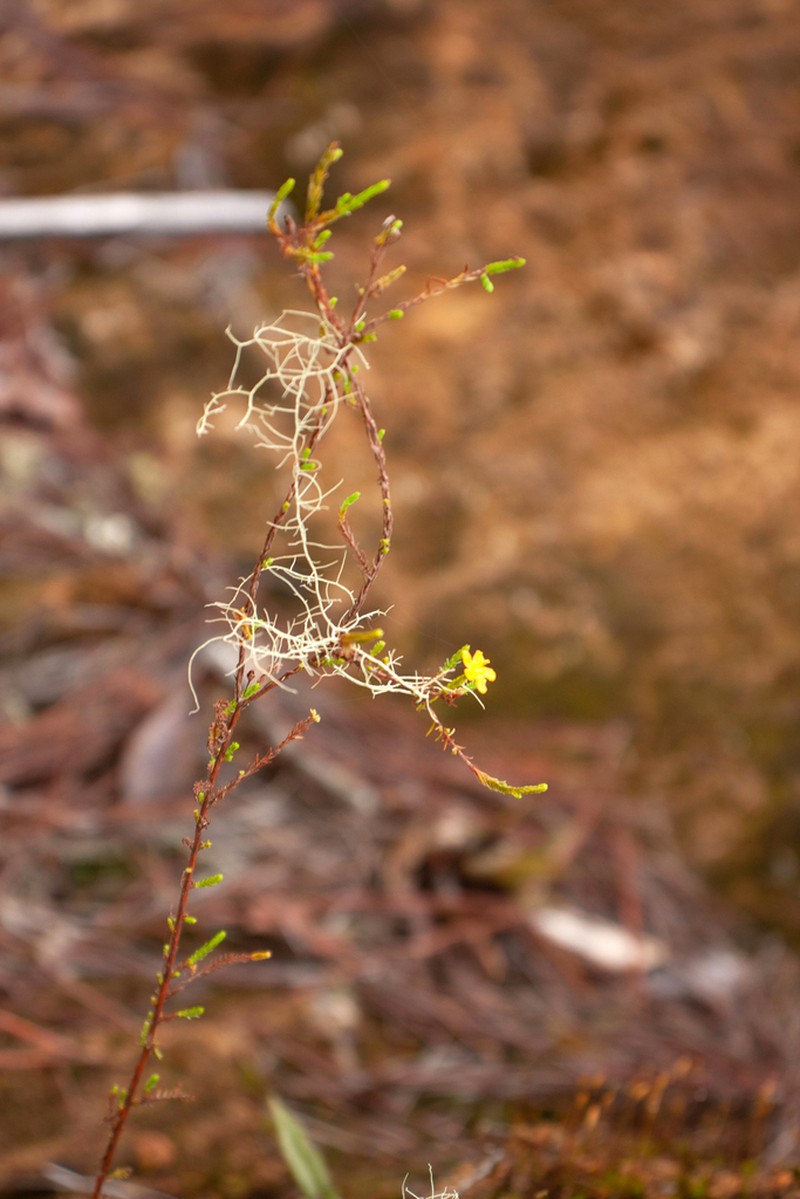 Hypericum fuertesii photo 2