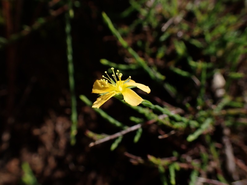 Hypericum fuertesii photo 3