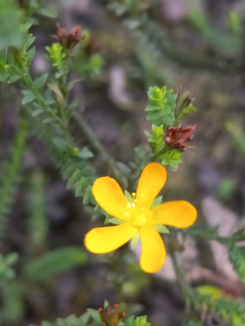 Hypericum fuertesii photo 4
