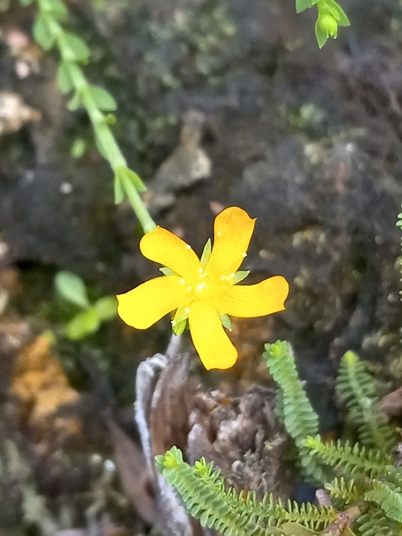 Hypericum fuertesii photo 5