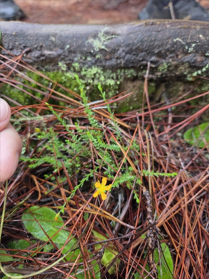 Hypericum fuertesii photo 6