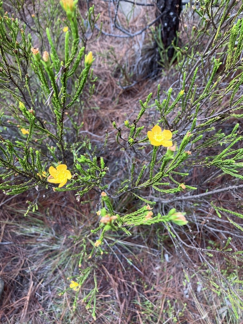 Hypericum fuertesii photo 7