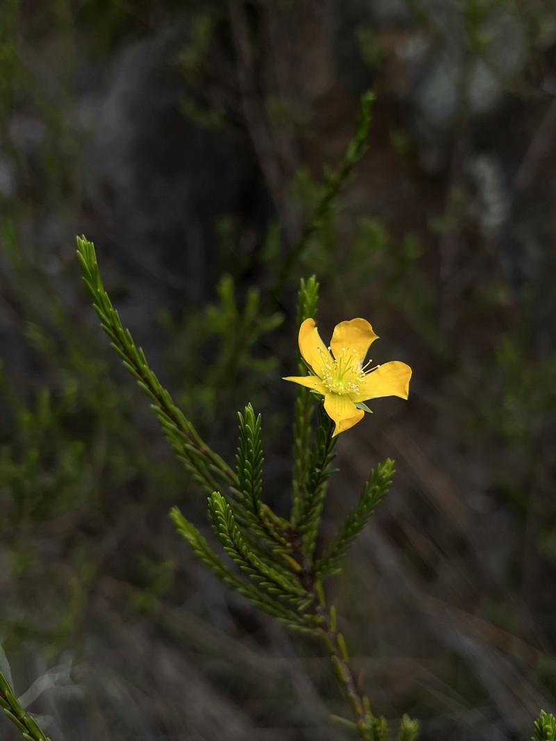 Hypericum fuertesii photo 8