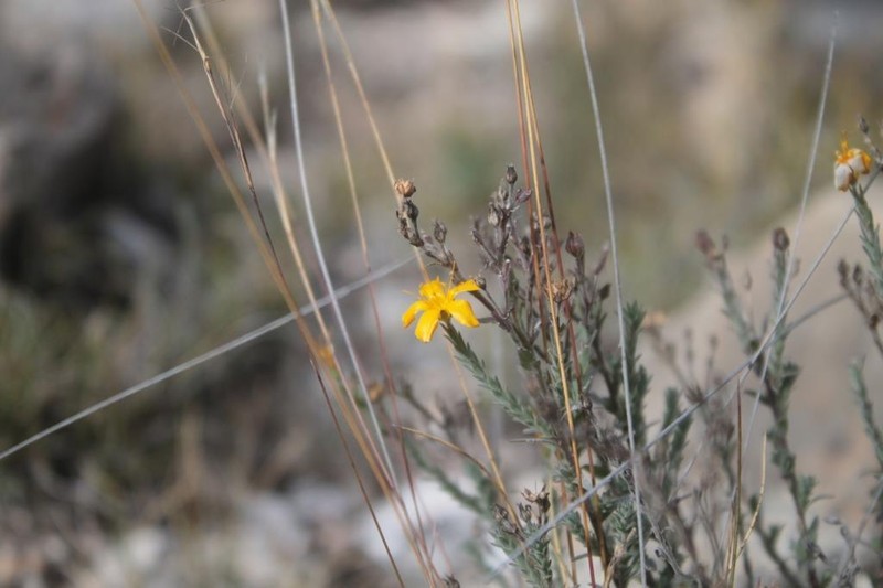 Hypericum galinum