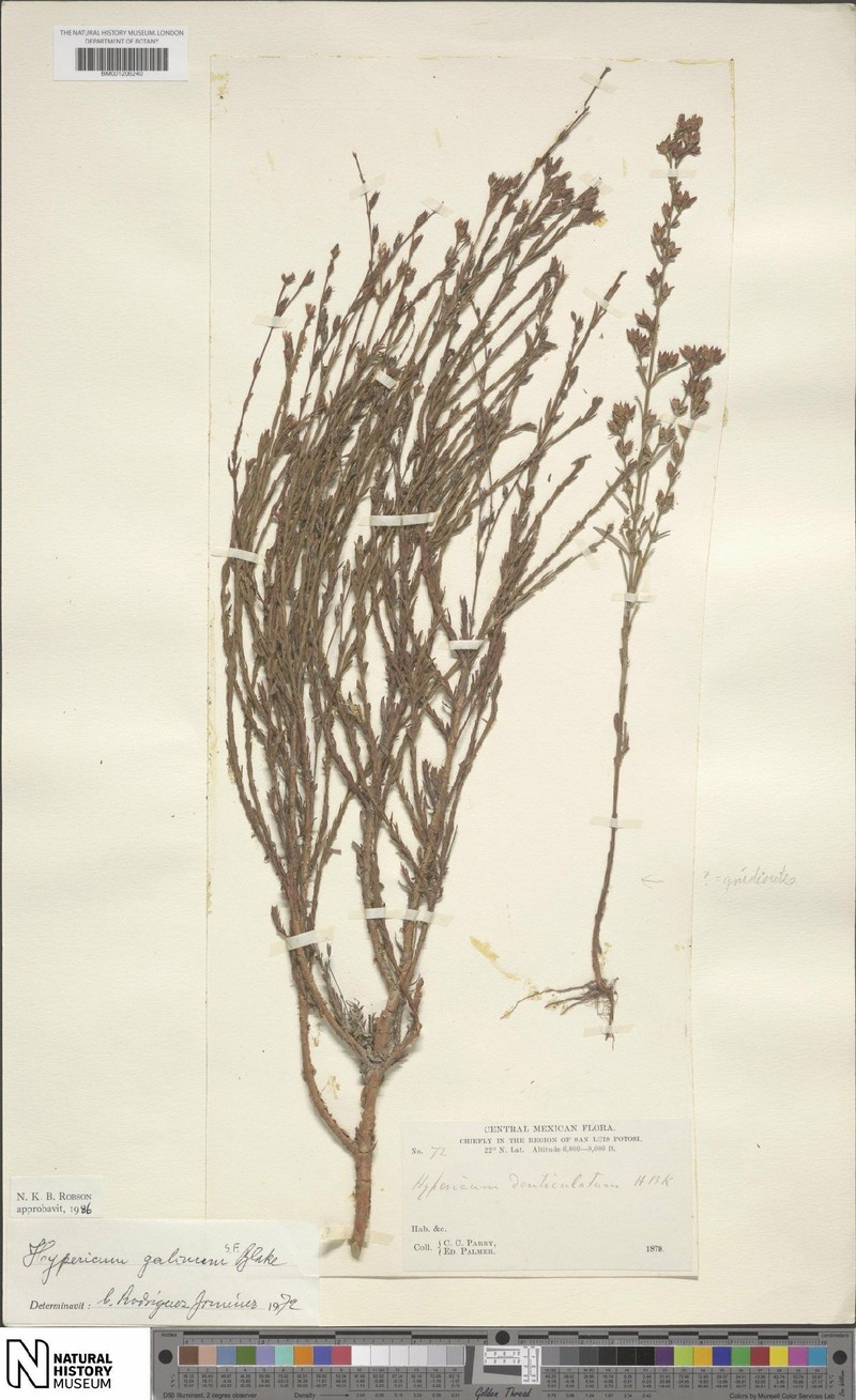 Hypericum galinum photo 4