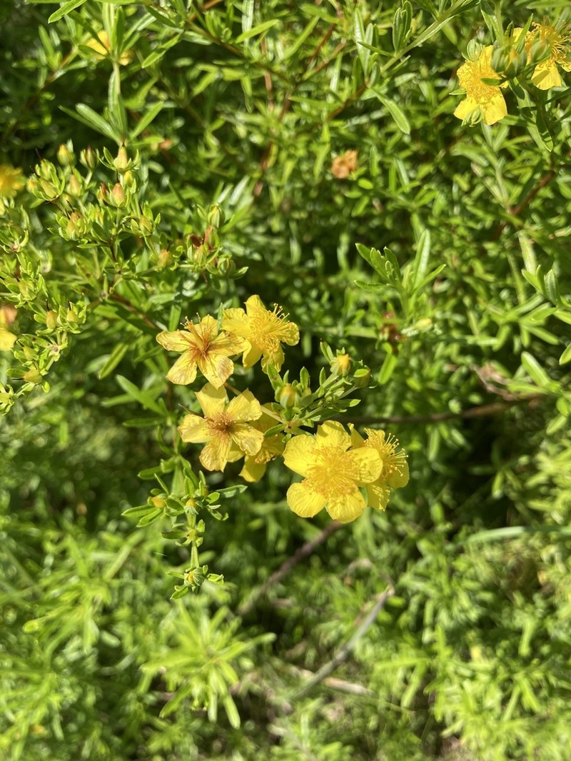 Bedstraw St. Johnswort