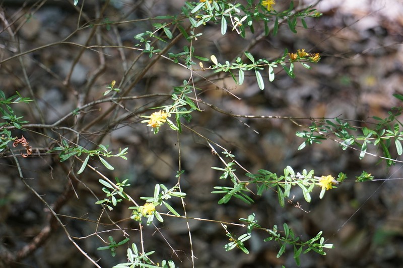 Bedstraw St. Johnswort photo 2
